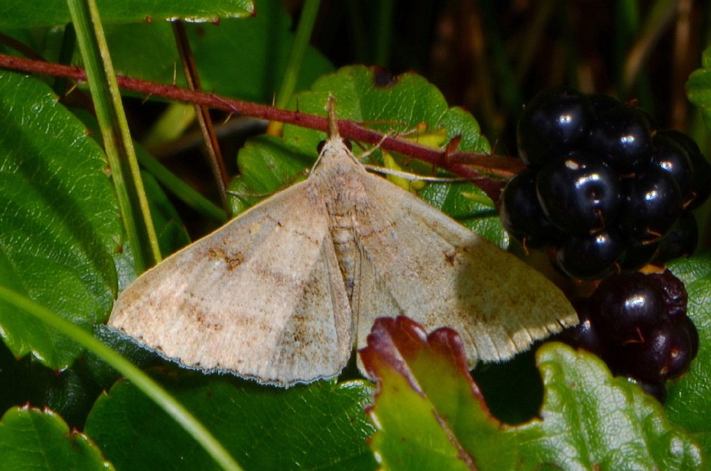 013 2014-08162630 Quabbin Reservoir Park, MA.JPG - Chocolate Renia Moth (Renia nemoralis). Quabbin Reservoir Park, MA, 8-16-2015